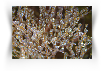 The Fine Art Exhbitions 2021 in Art Museums Online